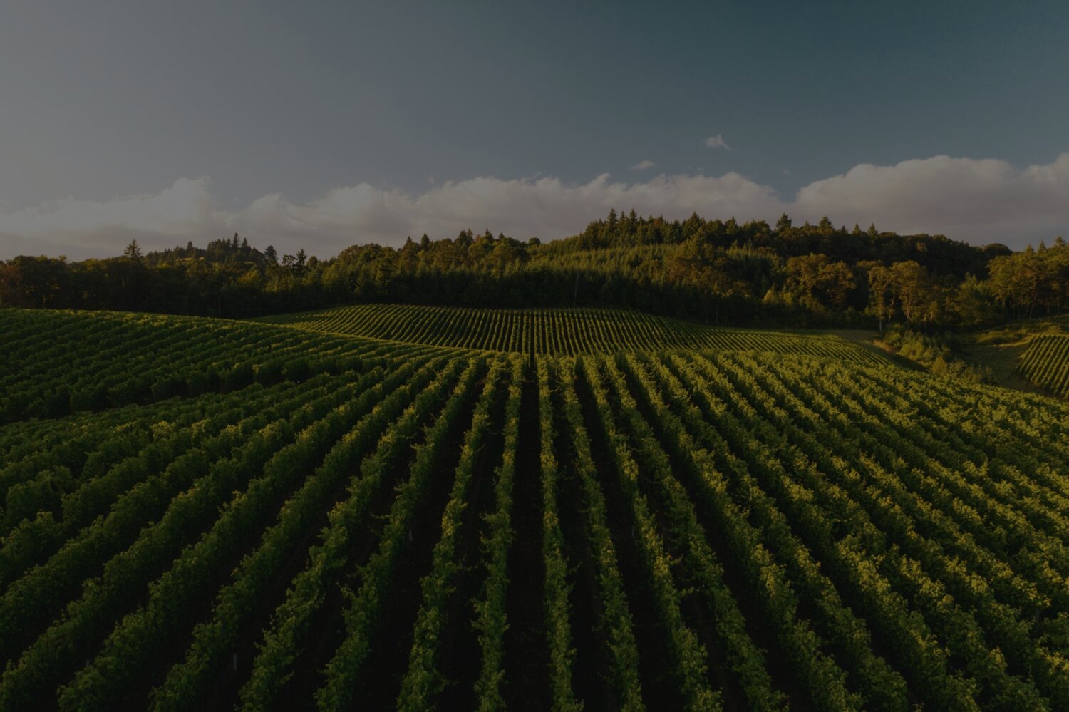 Rows of crops curving over rolling hills at golden hour