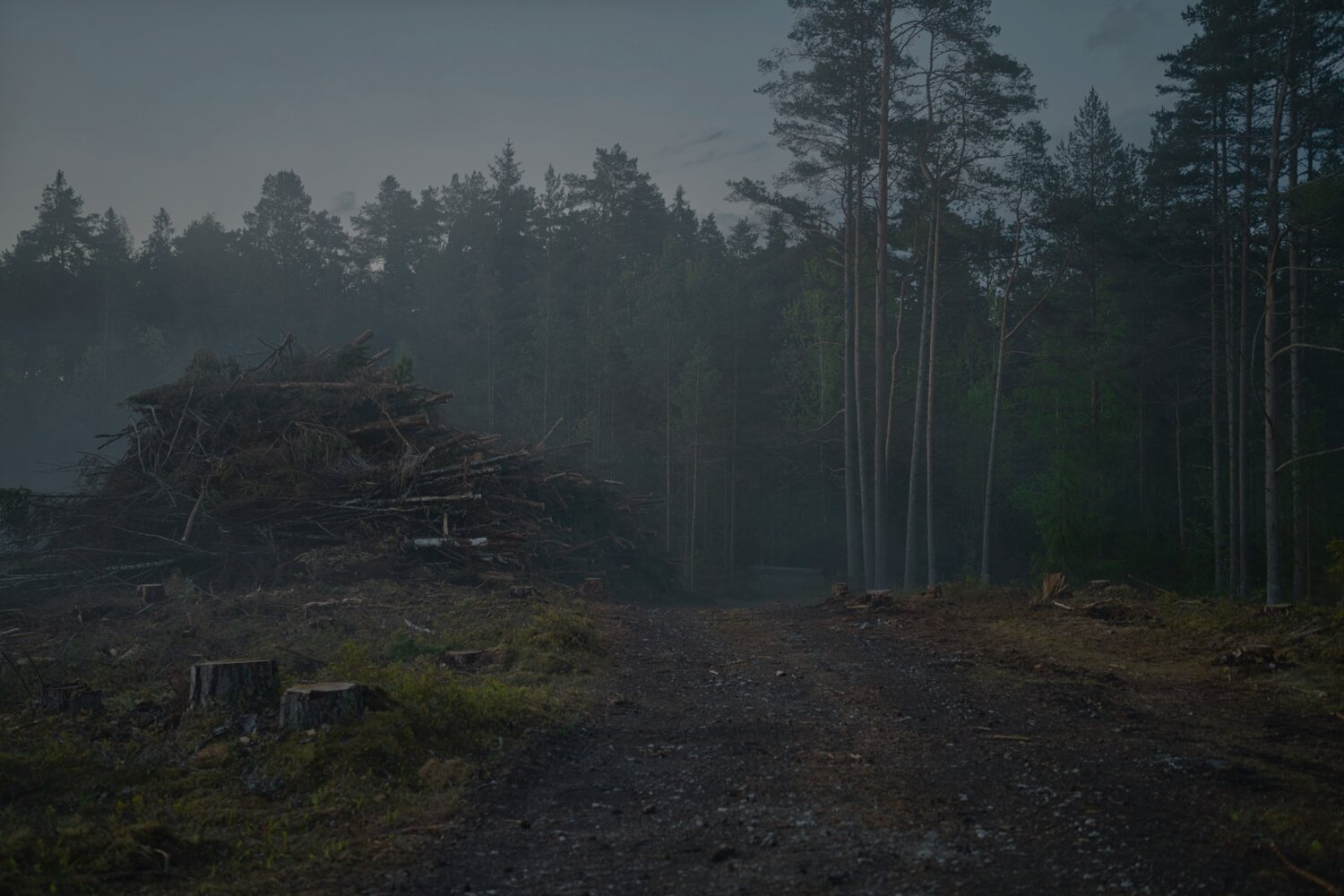 Misty dusk clearing with a pile of cut branches and tree stumps
