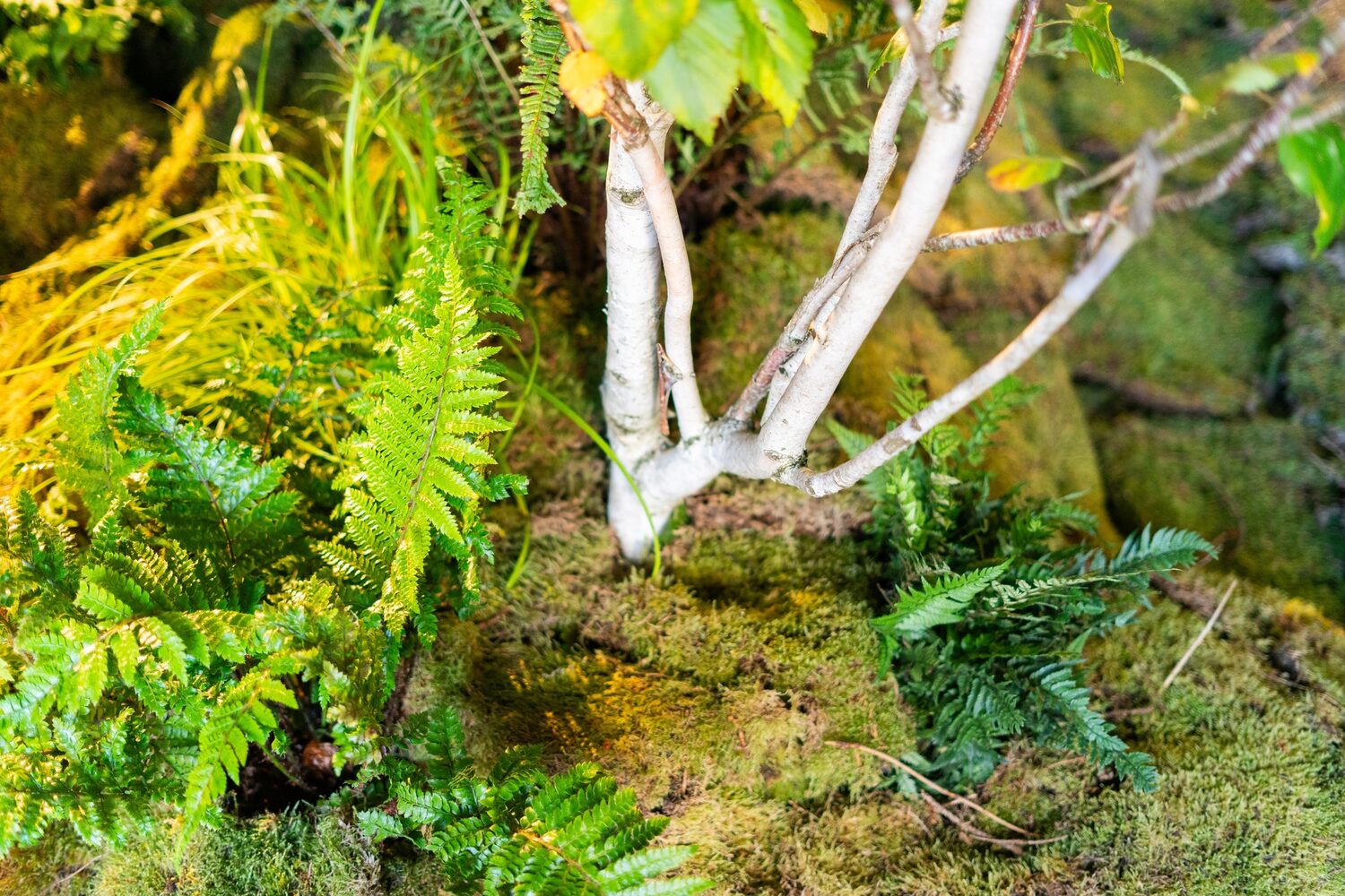 Close-up of ferns, moss and birch trunks in the exhibition planting